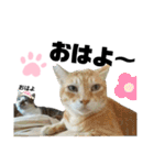 ウチの保護にゃんこ∩(^ΦωΦ^)∩（個別スタンプ：22）