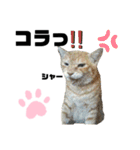 ウチの保護にゃんこ∩(^ΦωΦ^)∩（個別スタンプ：23）
