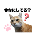 ウチの保護にゃんこ∩(^ΦωΦ^)∩（個別スタンプ：24）