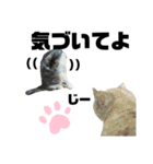 ウチの保護にゃんこ∩(^ΦωΦ^)∩（個別スタンプ：25）