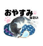 ウチの保護にゃんこ∩(^ΦωΦ^)∩（個別スタンプ：27）