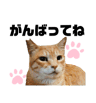 ウチの保護にゃんこ∩(^ΦωΦ^)∩（個別スタンプ：28）