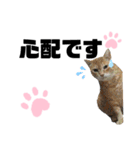 ウチの保護にゃんこ∩(^ΦωΦ^)∩（個別スタンプ：29）