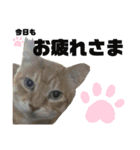 ウチの保護にゃんこ∩(^ΦωΦ^)∩（個別スタンプ：30）