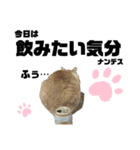 ウチの保護にゃんこ∩(^ΦωΦ^)∩（個別スタンプ：31）