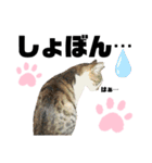 ウチの保護にゃんこ∩(^ΦωΦ^)∩（個別スタンプ：34）