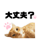 ウチの保護にゃんこ∩(^ΦωΦ^)∩（個別スタンプ：36）