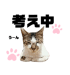 ウチの保護にゃんこ∩(^ΦωΦ^)∩（個別スタンプ：37）