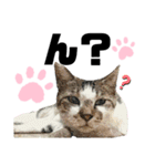 ウチの保護にゃんこ∩(^ΦωΦ^)∩（個別スタンプ：38）