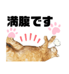 ウチの保護にゃんこ∩(^ΦωΦ^)∩（個別スタンプ：39）