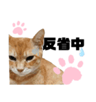 ウチの保護にゃんこ∩(^ΦωΦ^)∩（個別スタンプ：40）