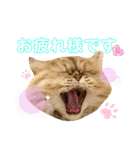 ゆずにゃんの日常スタンプ（個別スタンプ：2）
