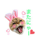 ゆずにゃんの日常スタンプ（個別スタンプ：3）