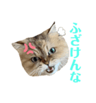 ゆずにゃんの日常スタンプ（個別スタンプ：13）