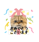 ゆずにゃんの日常スタンプ（個別スタンプ：21）