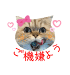 ゆずにゃんの日常スタンプ（個別スタンプ：24）