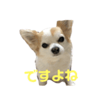 みーちゃんとルイくんのスタンプ（個別スタンプ：1）