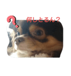 チョコタンチワワスタンプ（個別スタンプ：3）
