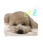 こむぎとこじろう（個別スタンプ：3）