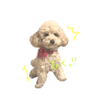 こむぎとこじろう（個別スタンプ：7）