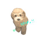 こむぎとこじろう（個別スタンプ：20）