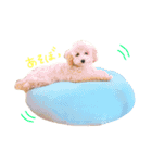 こむぎとこじろう（個別スタンプ：21）