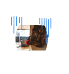 3 cat party（個別スタンプ：1）