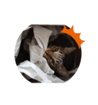 3 cat party（個別スタンプ：2）