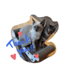 3 cat party（個別スタンプ：3）