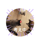 3 cat party（個別スタンプ：5）