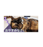 3 cat party（個別スタンプ：7）