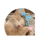 ひめちゃんの日常だよ（個別スタンプ：1）
