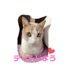 ひめちゃんの日常だよ（個別スタンプ：3）