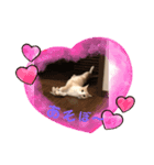 ひめちゃんの日常だよ（個別スタンプ：5）