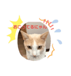 ひめちゃんの日常だよ（個別スタンプ：6）
