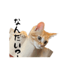 クレフとキキとノームたち（個別スタンプ：13）