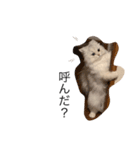 我が家のむーたんです（個別スタンプ：3）