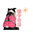 こなつ家の日常2（個別スタンプ：15）