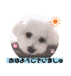 ましゅちゃんのすたんぷ（個別スタンプ：1）