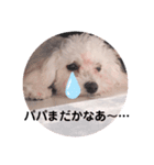 ましゅちゃんのすたんぷ（個別スタンプ：3）