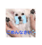ましゅちゃんのすたんぷ（個別スタンプ：5）