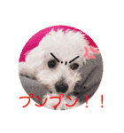 ましゅちゃんのすたんぷ（個別スタンプ：15）