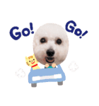 ましゅちゃんのすたんぷ（個別スタンプ：16）
