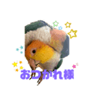 シロハラインコ、ズグロシロハラインコ②（個別スタンプ：1）