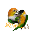 シロハラインコ、ズグロシロハラインコ②（個別スタンプ：2）