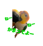 シロハラインコ、ズグロシロハラインコ②（個別スタンプ：3）