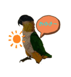 シロハラインコ、ズグロシロハラインコ②（個別スタンプ：4）