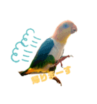 シロハラインコ、ズグロシロハラインコ②（個別スタンプ：6）