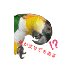 シロハラインコ、ズグロシロハラインコ②（個別スタンプ：7）