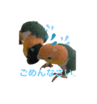 シロハラインコ、ズグロシロハラインコ②（個別スタンプ：8）